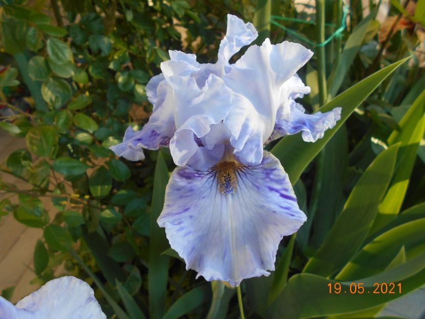 Broken Patern - 02 Irisi 2021