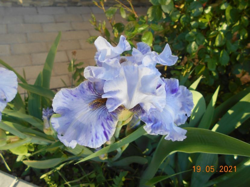 Broken Patern - 02 Irisi 2021