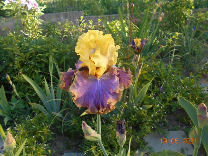 Gareden Pleasure - 02 Irisi 2021