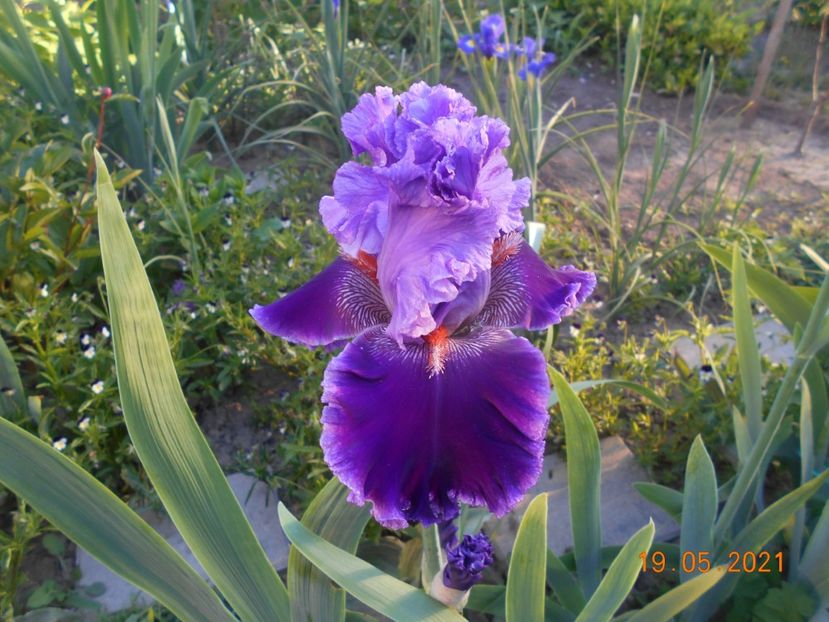 Louisa s Song - 02 Irisi 2021