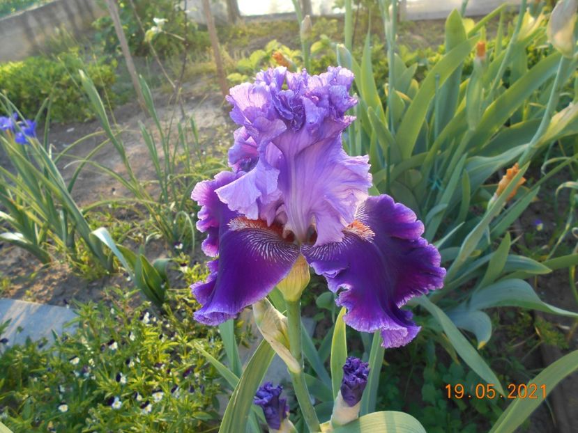 Louisa s Song - 02 Irisi 2021