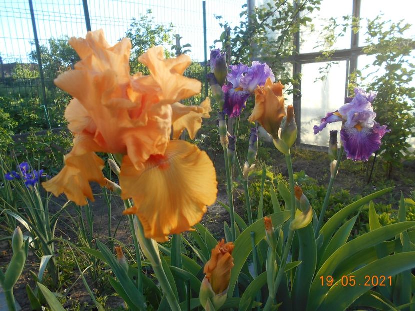 Good Show - 02 Irisi 2021