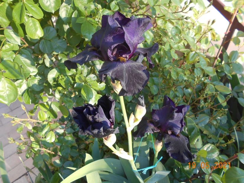 Old Black Magic - 02 Irisi 2021