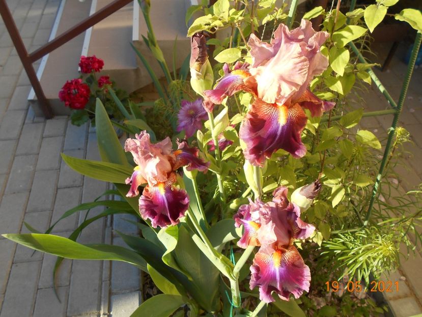 Outrageous - 02 Irisi 2021