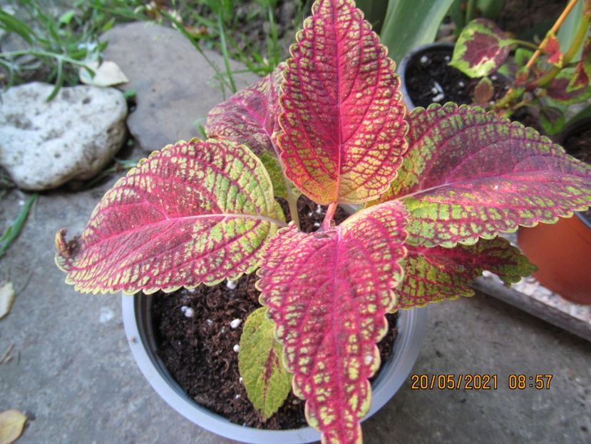  - COLEUS