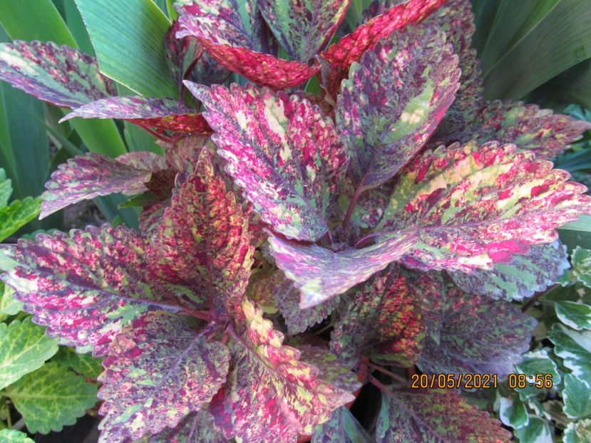 Hanabi - COLEUS