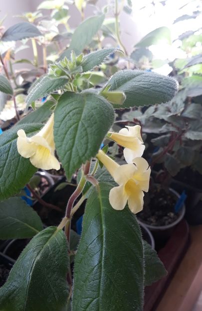  - 0001 2022 - MM s Andul