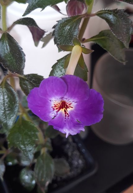  - 0001 2022 - Panseluta