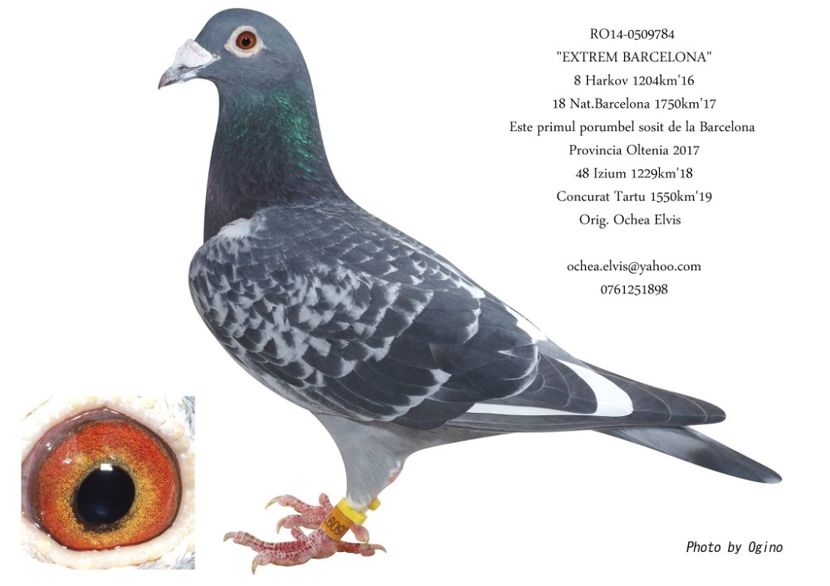 Extrem Barcelona - 0509784-14 Extrem Barcelona