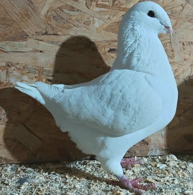  - 3---AGH DAȚI 2019 - 2025