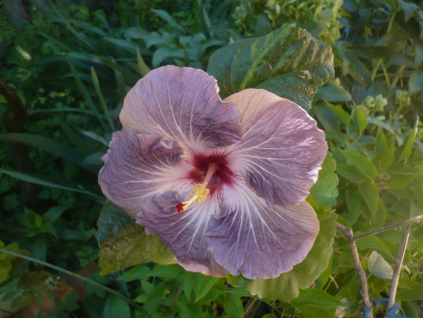 P1470983 - HIBISCUSI 2021-1