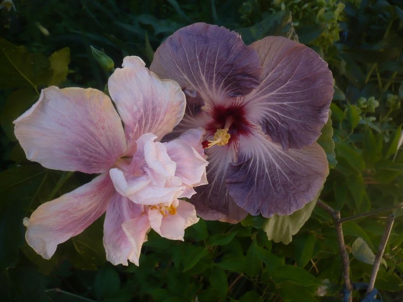 P1470984 - HIBISCUSI 2021-1