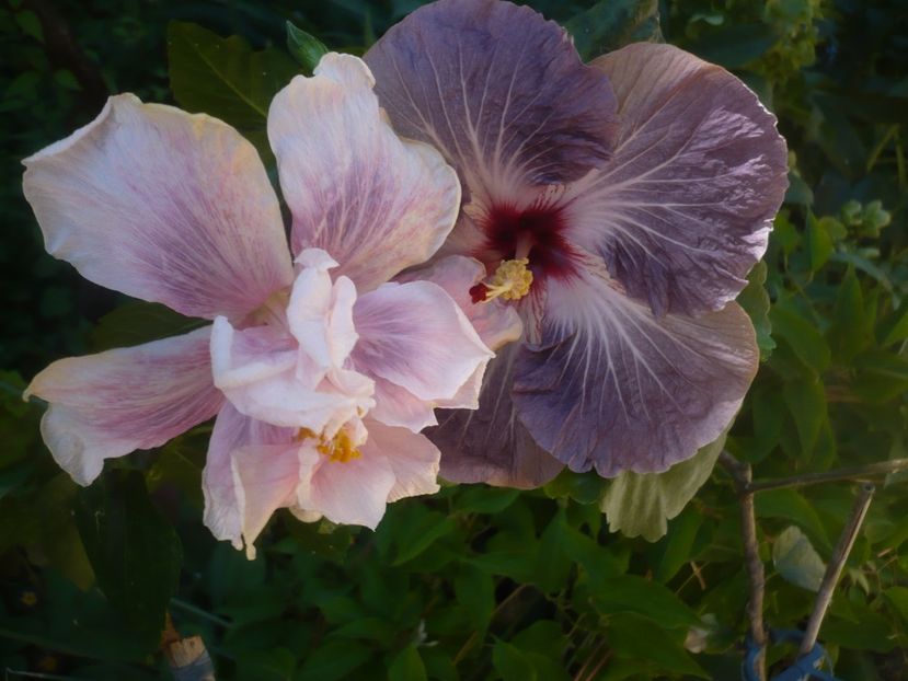 P1470986 - HIBISCUSI 2021-1