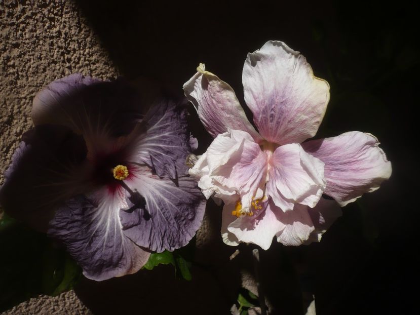 P1470987 - HIBISCUSI 2021-1