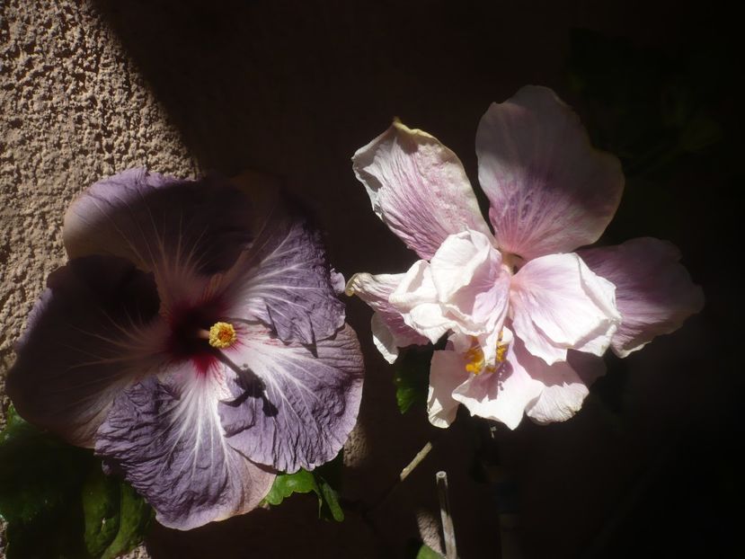 P1470988 - HIBISCUSI 2021-1