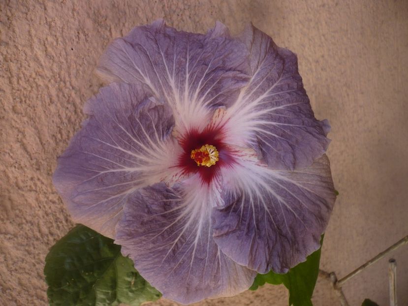 P1470989 - HIBISCUSI 2021-1
