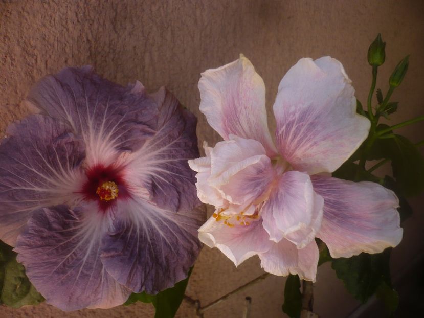 P1470990 - HIBISCUSI 2021-1