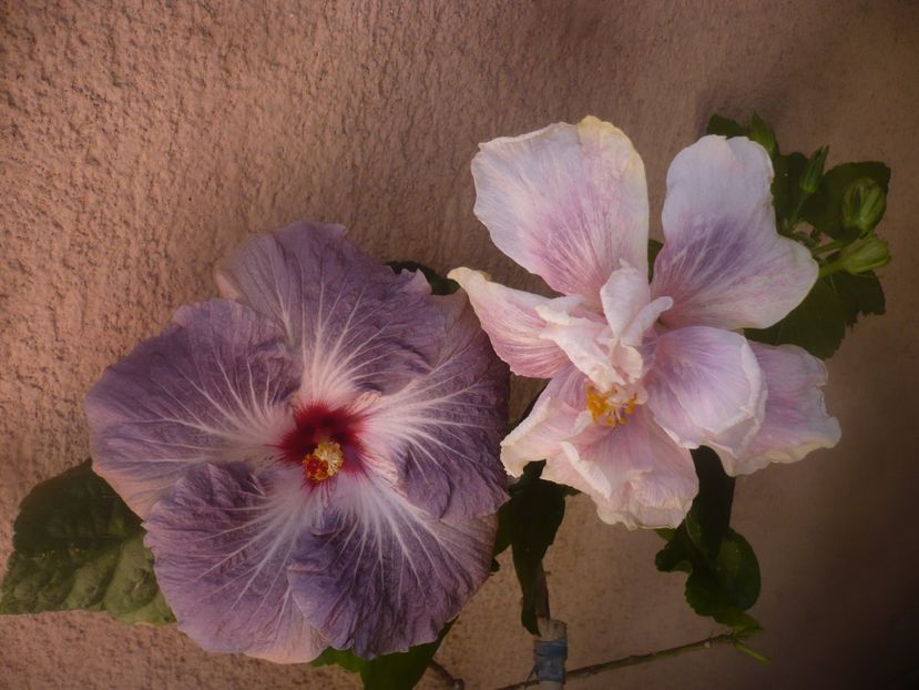 P1470991 - HIBISCUSI 2021-1