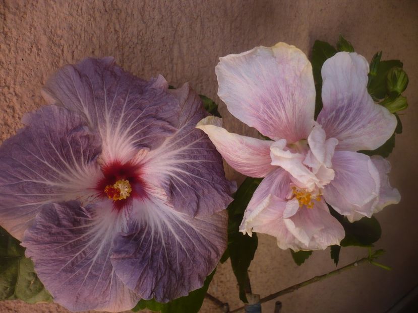 P1470992 - HIBISCUSI 2021-1