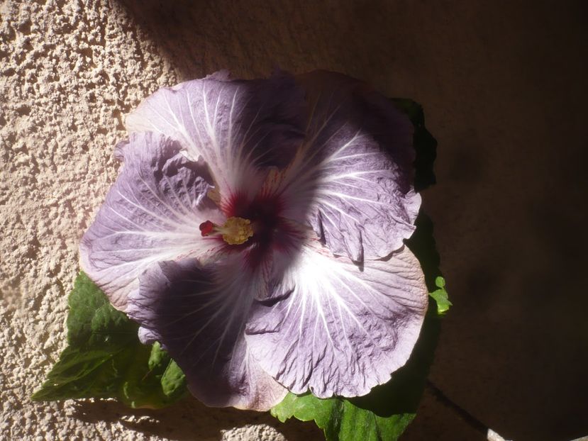 P1470980 - HIBISCUSI 2021-1