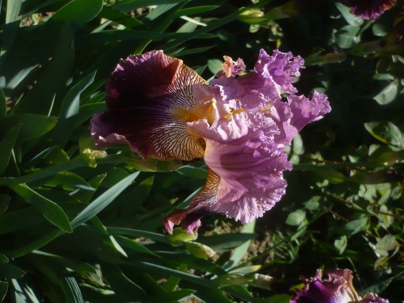 19.05.2021 - GRADINA 2021