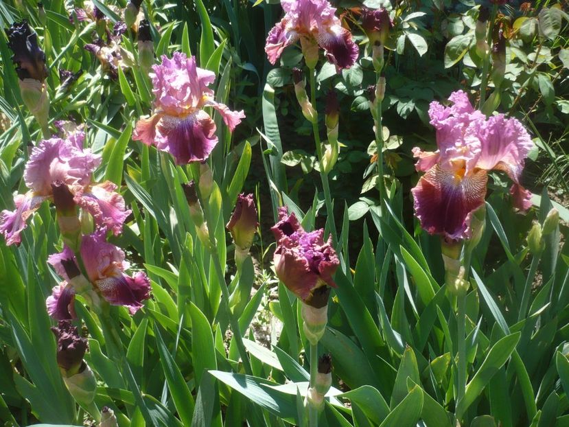 P1470994 - GRADINA 2021