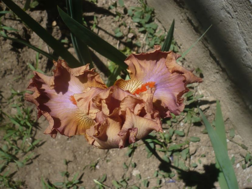 P1470996 - GRADINA 2021