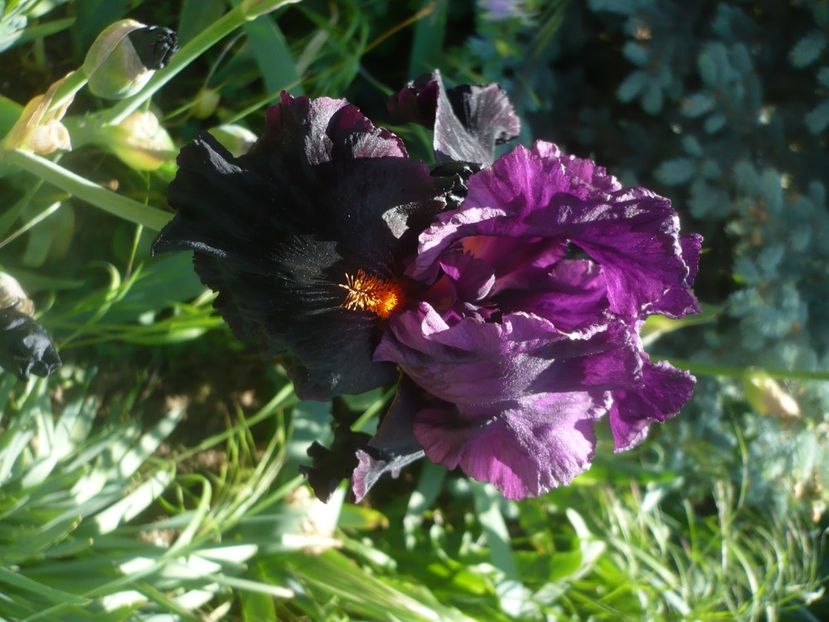 P1470998 - GRADINA 2021