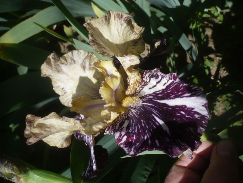 P1480003 - GRADINA 2021