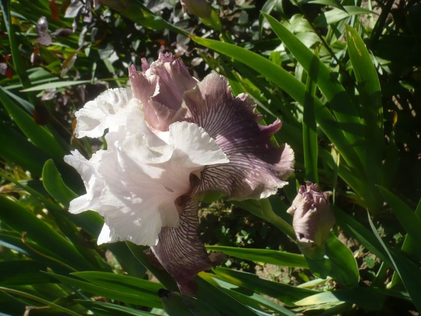 P1480006 - GRADINA 2021