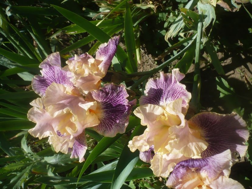 P1480007 - GRADINA 2021