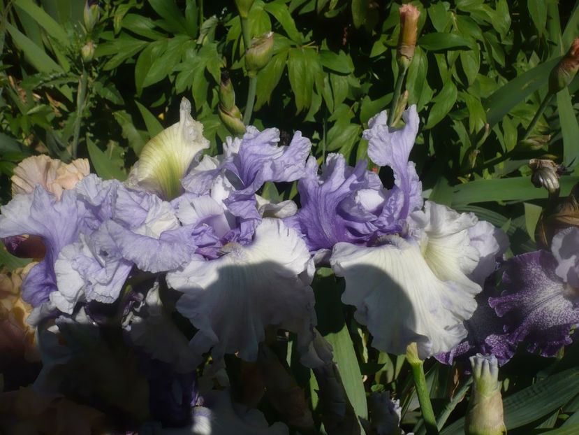 P1480012 - GRADINA 2021