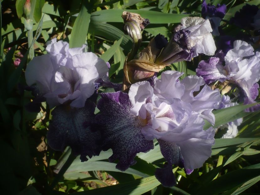 P1480013 - GRADINA 2021