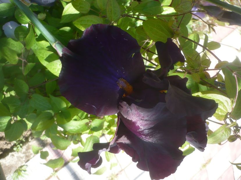 P1480014 - GRADINA 2021