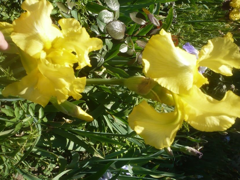 P1480018 - GRADINA 2021