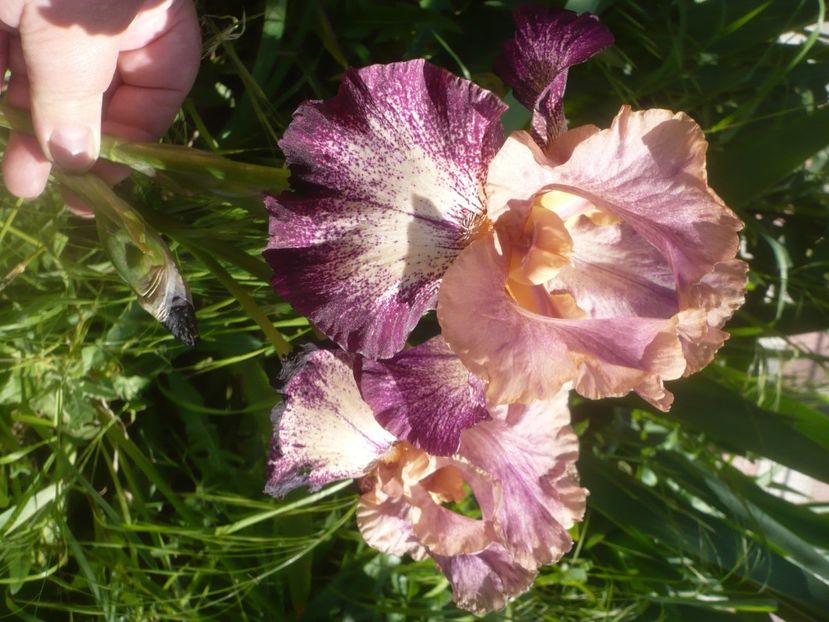 P1480019 - GRADINA 2021