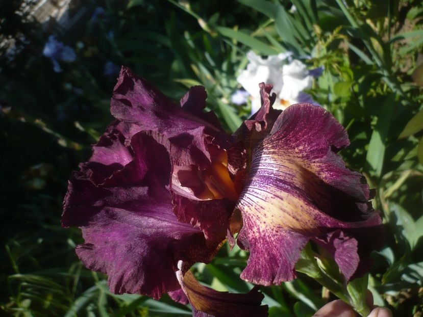 P1480021 - GRADINA 2021