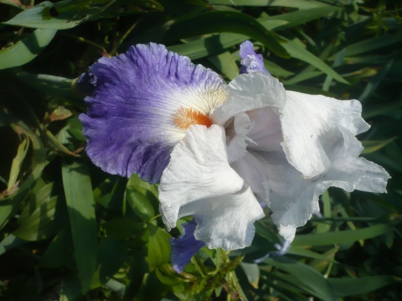 P1480022 - GRADINA 2021