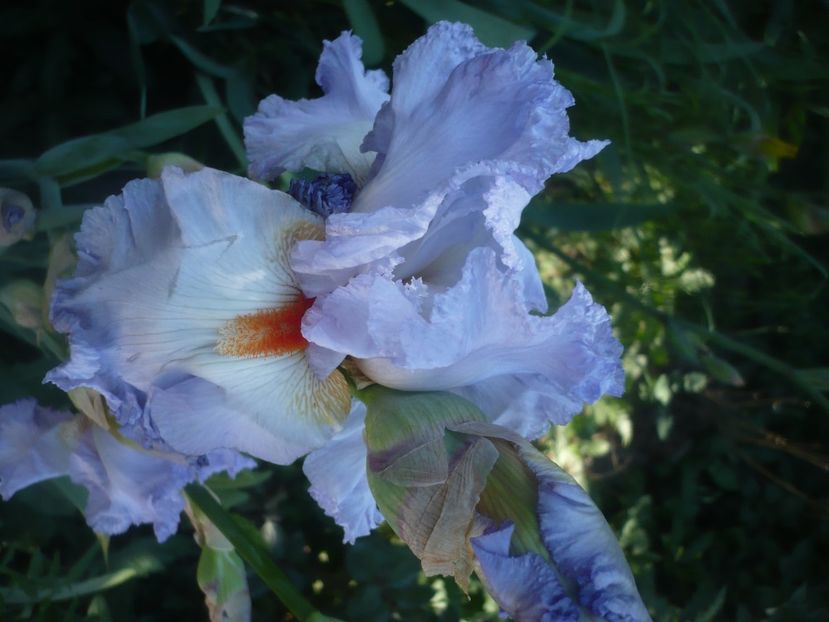 P1480023 - GRADINA 2021