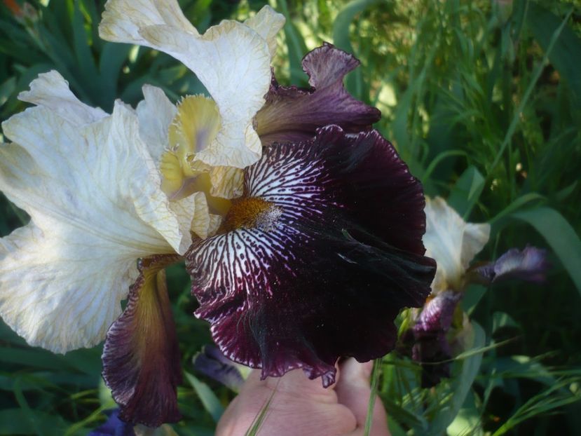 P1480024 - GRADINA 2021