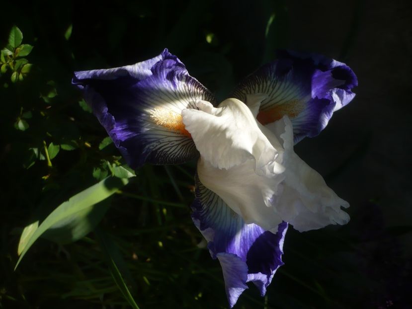 P1480025 - GRADINA 2021