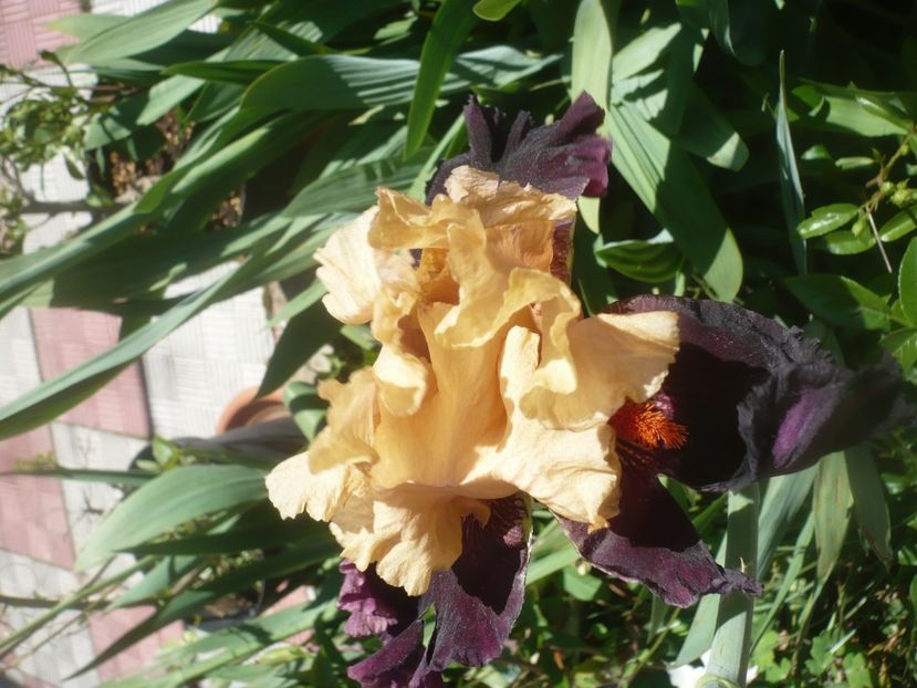 P1480028 - GRADINA 2021