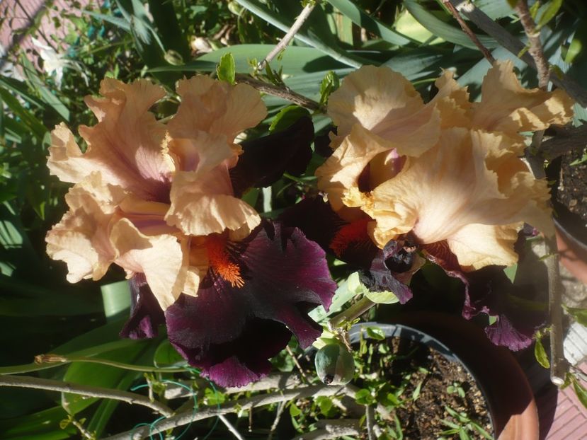 P1480033 - GRADINA 2021