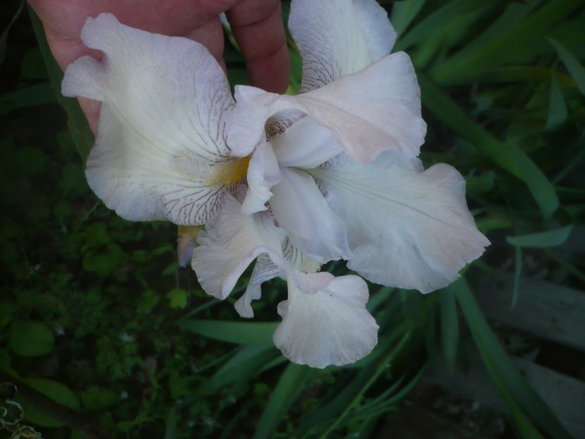 P1480035 - GRADINA 2021