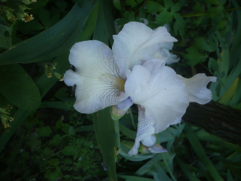 P1480036 - GRADINA 2021