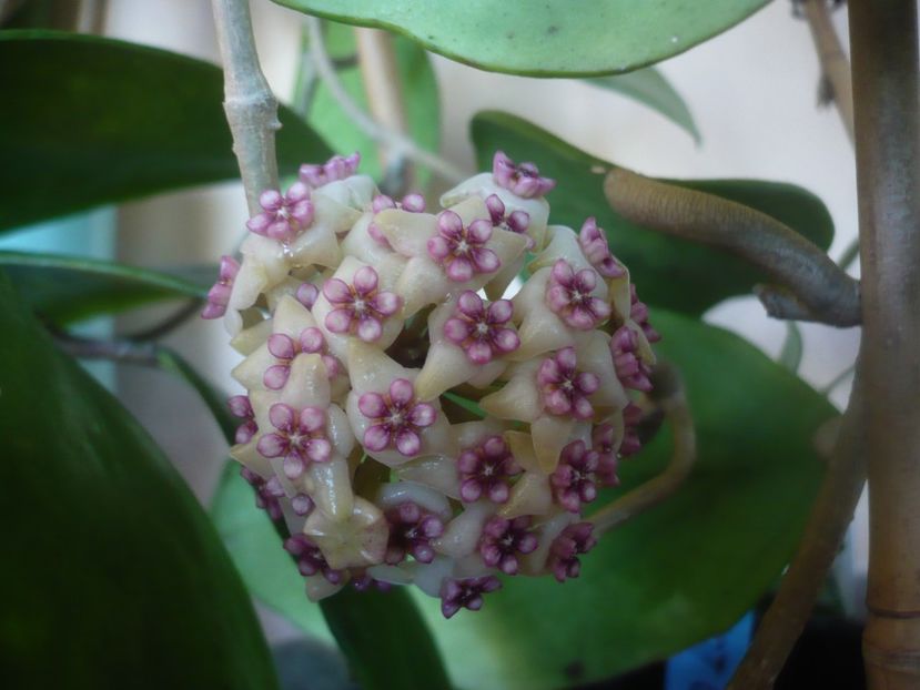 19.05.2021 - HOYA 2021-1