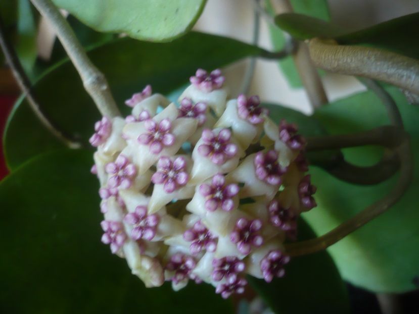 P1480038 - HOYA 2021-1