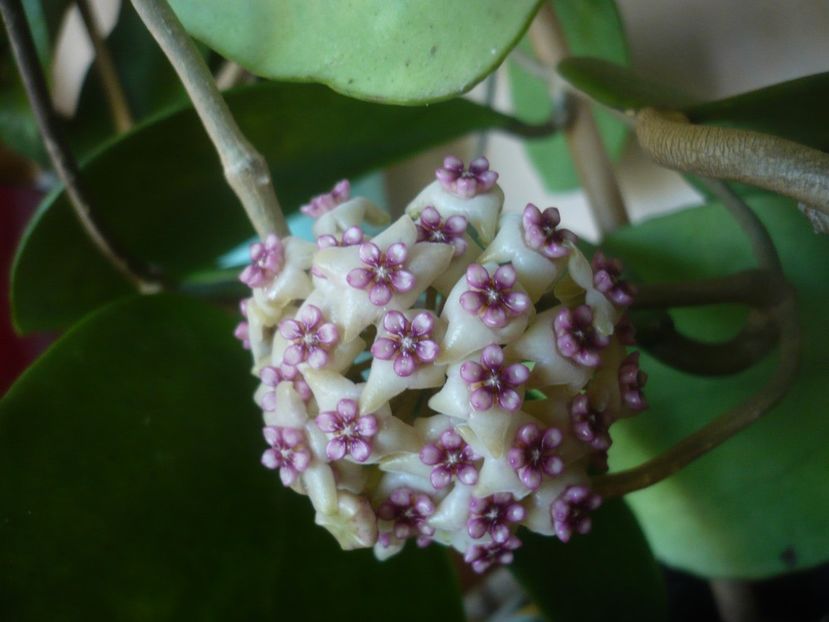 P1480039 - HOYA 2021-1