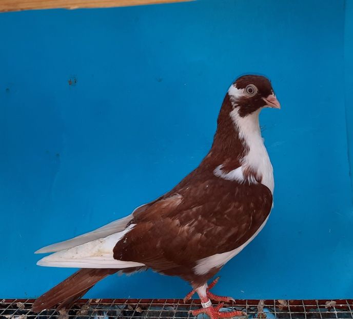 12255  mascul  2021 - Plecați ALBUM 3