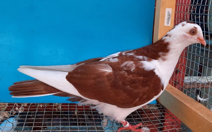 12268  femelă  2021 - Plecați ALBUM 3